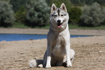 husky sibérien assis sur le rivage