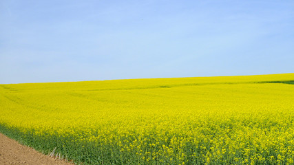 Fototapeta premium Rapsfeld