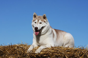 husky sibérien allongé
