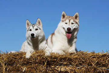 deux siberian huskies différent ensemble