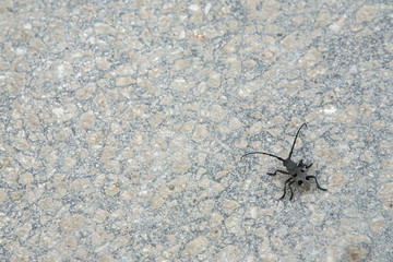 Bug on asphalt