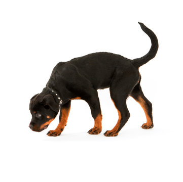 Rottweiler puppy