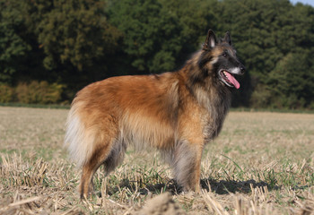 tervueren majestueux de profil