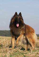berger belge de la variété tervueren