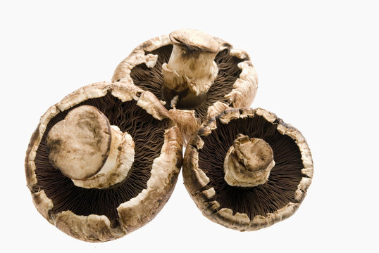 funghi portobello