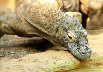 Close up of a Komodo Dragon
