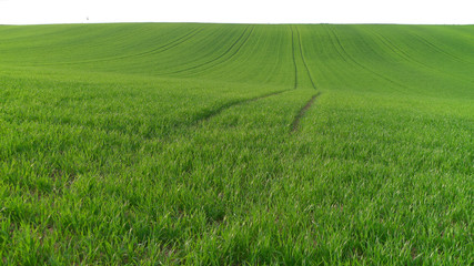 Fototapeta premium Fahrspuren in grünem Feld