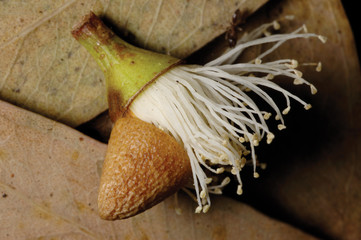 Eucalyptus flower.
