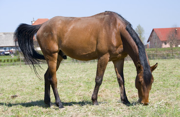 Obraz premium english horse race