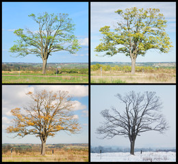 four seasons tree - 22452117