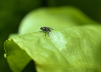 Fly