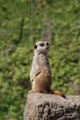 Meerkat: Lookout Patrol