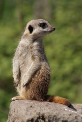 Meerkat: Lookout Patrol