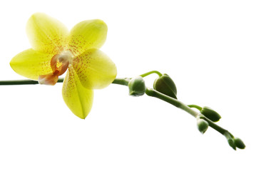 Obraz premium Fresh yellow orchids isolated on white background