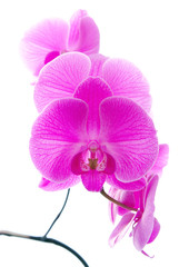 Naklejka na ściany i meble Fresh violet orchids isolated on white background