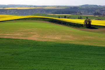 Obraz premium raps - canola