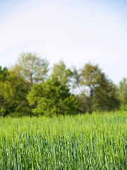 Barley field