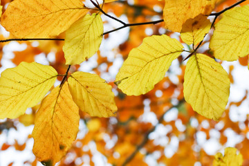 golden leaves