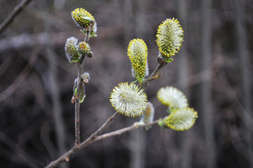 Blossoming pussy-willow