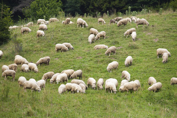 pack of sheeps on the grass