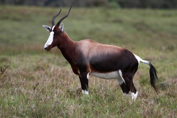 Bontebok Antelope
