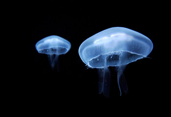 Aurelia Aurita - jellyfish
