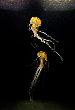 Chrysaira  jellyfish