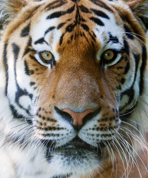 Wild tiger face