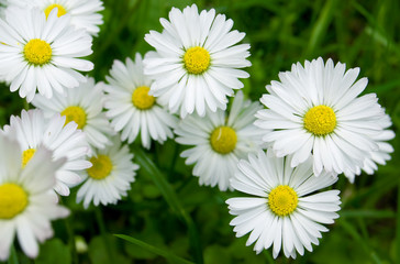 Obraz premium Green grass with daisy flowers