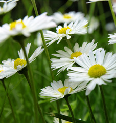 Obraz premium Green grass with daisy flowers