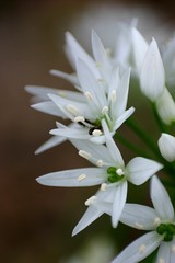 Bärlauch (Allium ursinum) Blüten