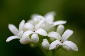 Fototapeta na wymiar Woodruff (Galium odoratum) kwiaty