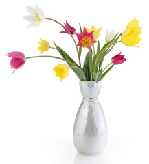 Field tulips