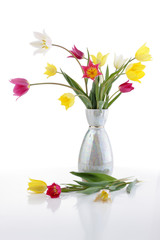 Field tulips