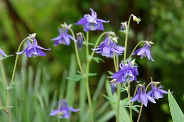 Akelei (aquilegia) Blüten