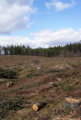 Forest Clearcut