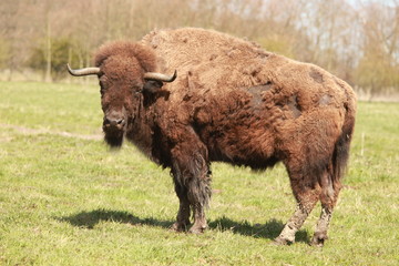 Bison