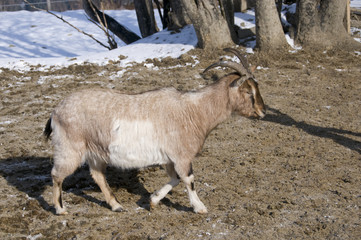 goat