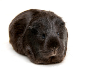 black cavia