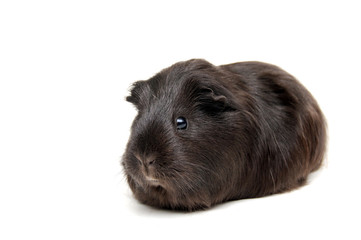 black cavia
