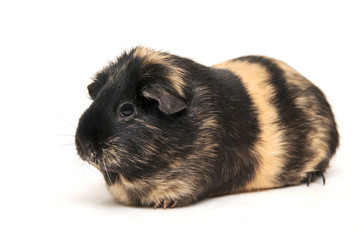 Fototapeta premium cavia