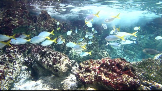 vie sous-marine