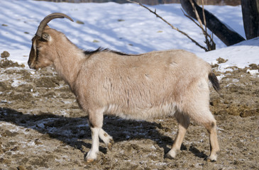 goat