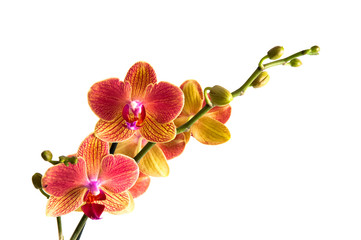 Naklejka na ściany i meble Orchideenrispe