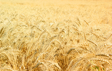 Ripe gold wheat field