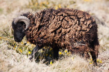 mouton noir bretagne lande espèce rare protégé