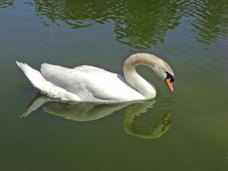 Cygne