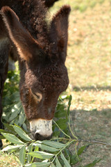 Fototapeta premium primo piano asinello
