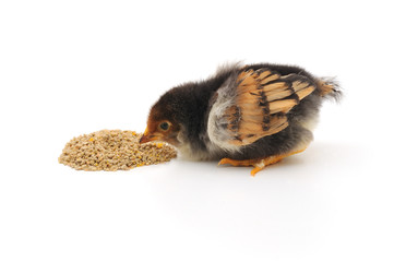 Baby chicken having a meal