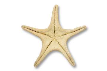 starfish back